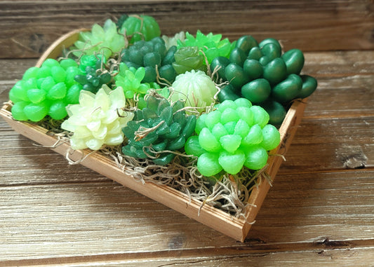 Green Variety Soap Suculent Tray